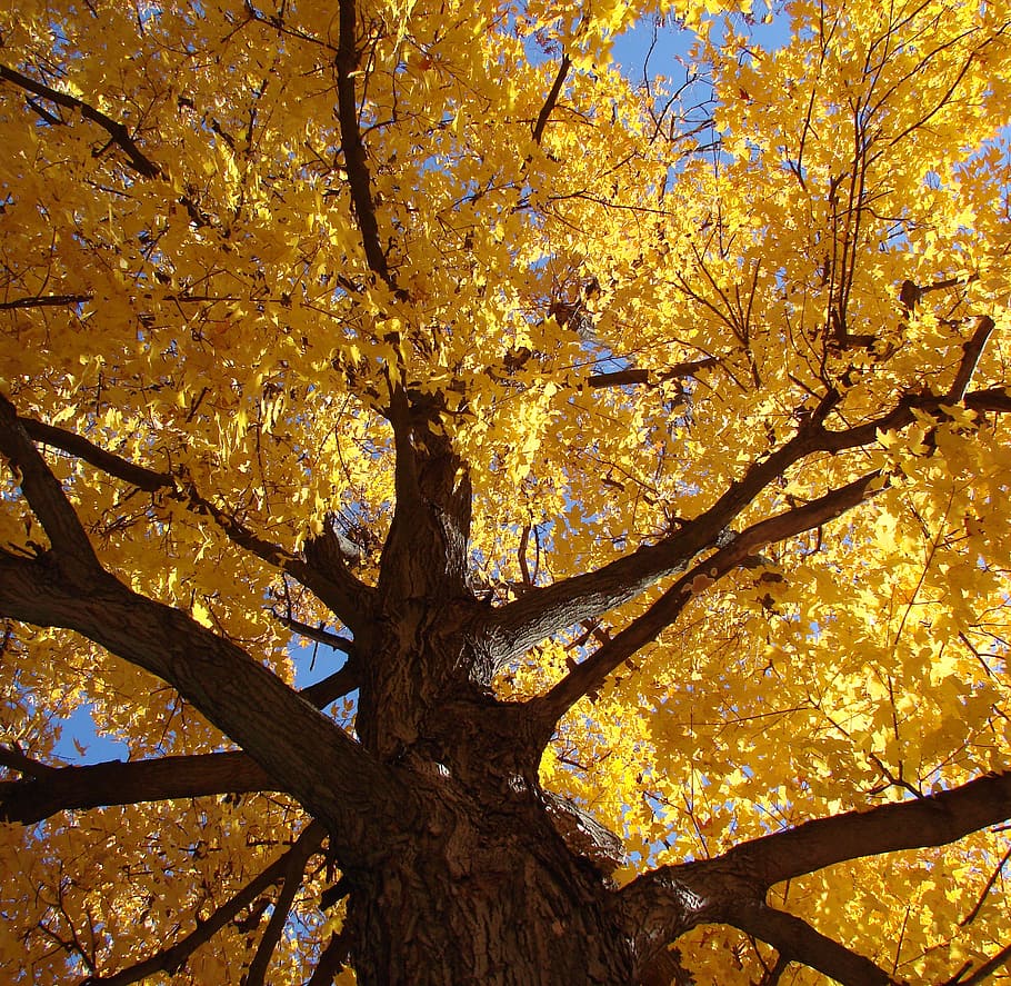 tree, look up, ground, golden, leaves, fall, seasonal, nature HD wallpaper