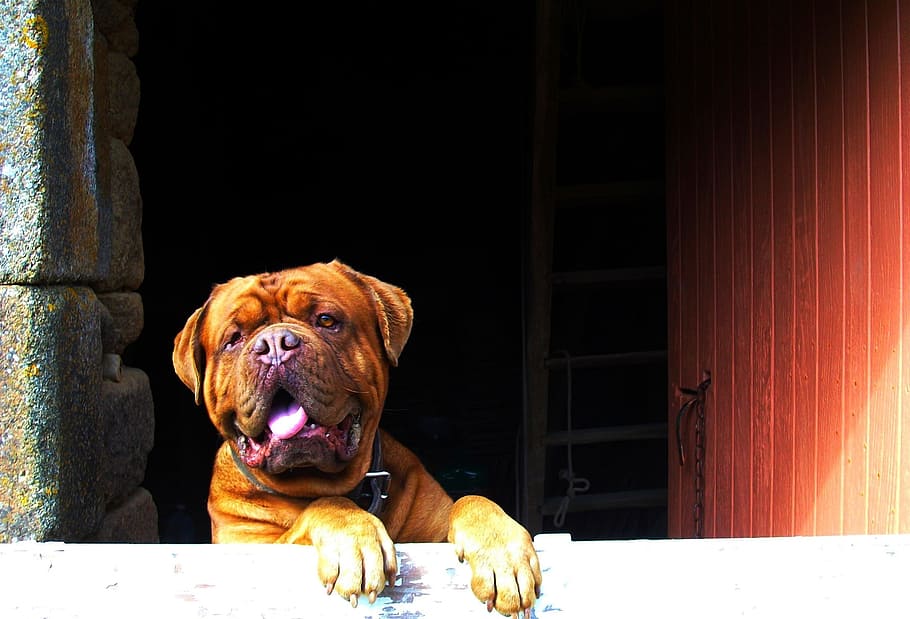 French mastiff learning on white surface, english bulldog, canine, HD wallpaper