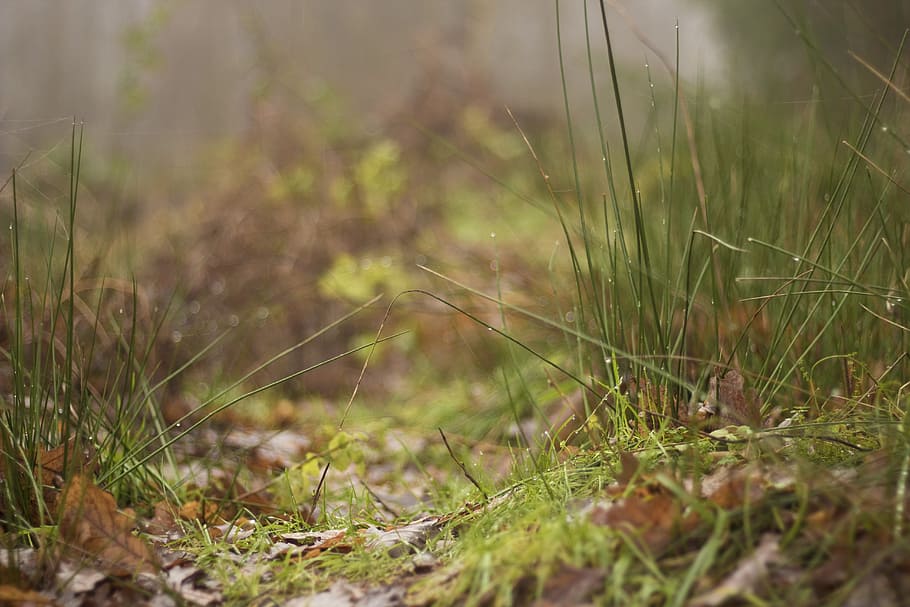 grass, reed, dew, bank, plant, selective focus, land, growth HD wallpaper