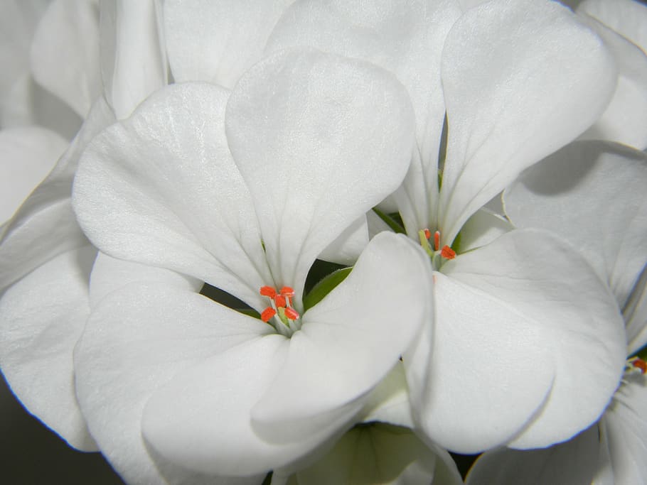 pelargonium, white, flower, geranium, flowers, bloom, petal HD wallpaper