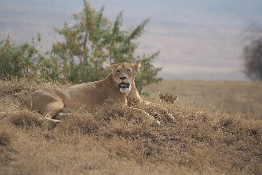 HD wallpaper: Ngorongoro, Safari, leone, animals in the wild, animal  wildlife | Wallpaper Flare