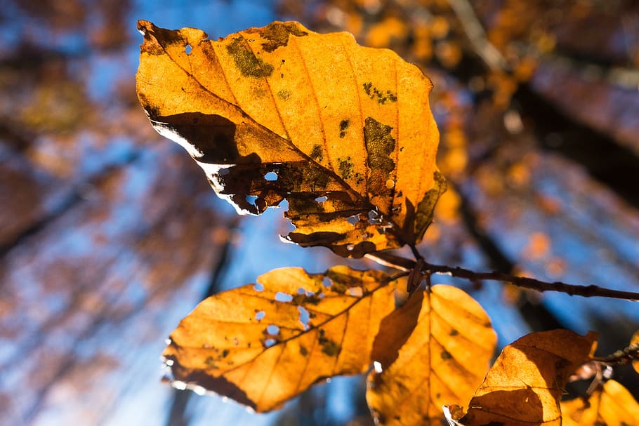 Leaf, Beech, Forest, autumn, deciduous tree, nature, leaves HD wallpaper