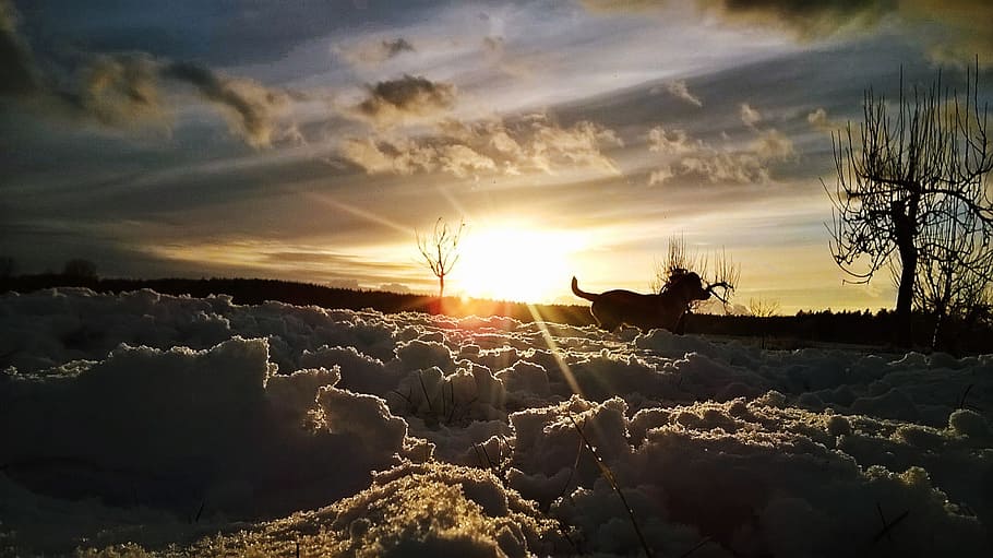 Winter, Snow, Dog, nature, sunset, sky, dusk, landscape, scenics HD wallpaper