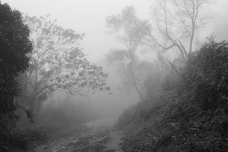 foggy forest during daytime, moody, path, trail, outdoor, landscape HD wallpaper