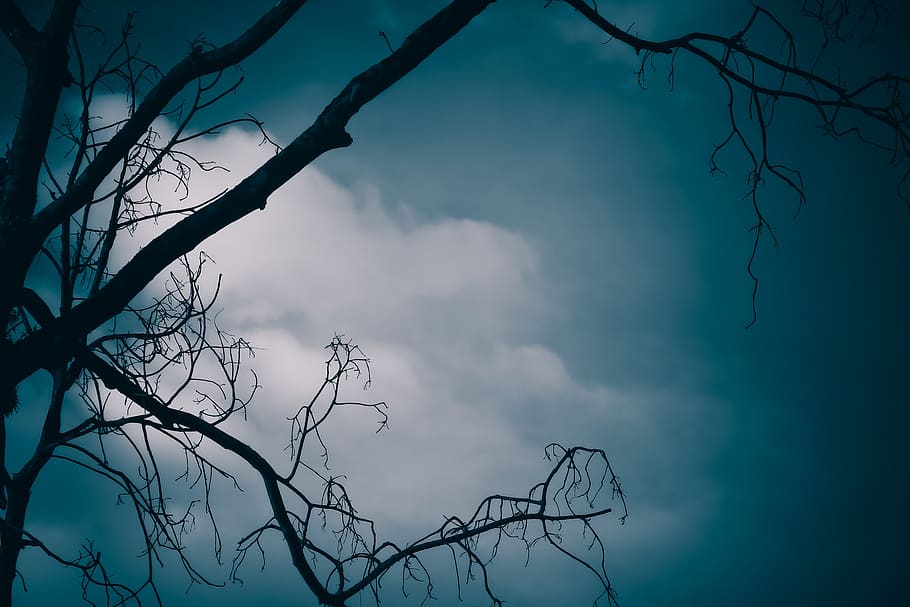silhouette photo of tree and white clouds, landscape, dark HD wallpaper
