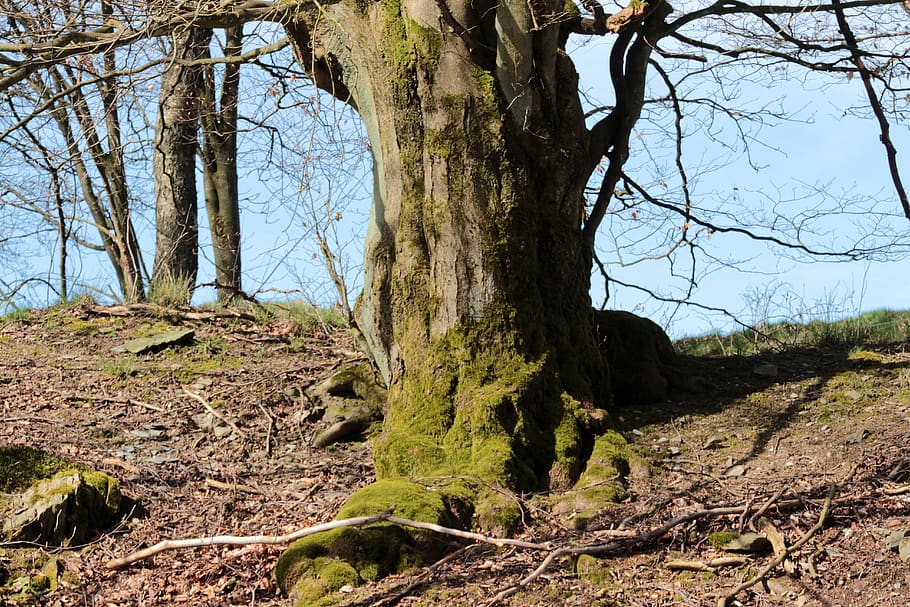 tree, old tree, shrubs, root, bemoost, weather, aesthetic, nature HD wallpaper