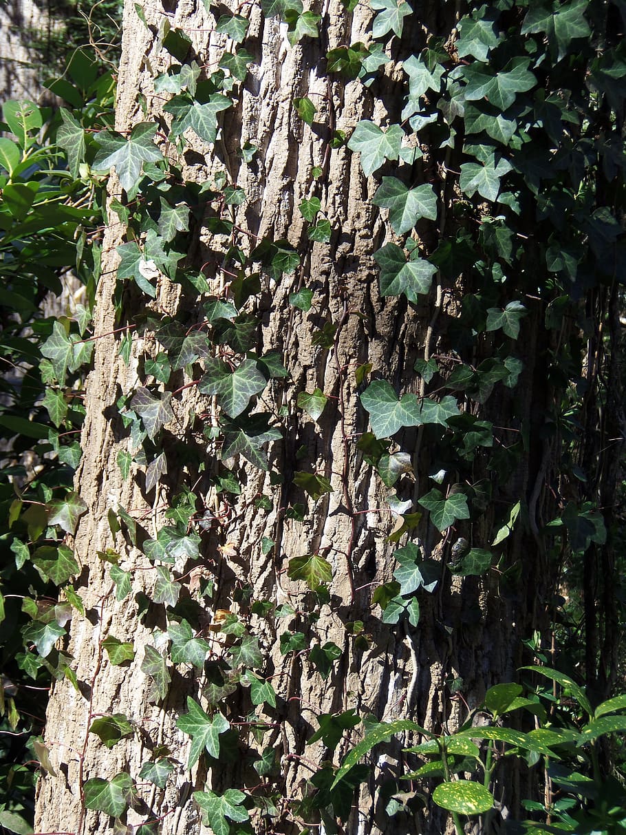 wood texture, ivy, tree, bark, plant, growth, plant part, leaf HD wallpaper