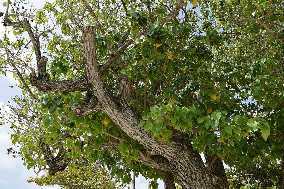Tree, Trunk, Foliage, Idyllic, Plant, flowering, branch, nature HD wallpaper