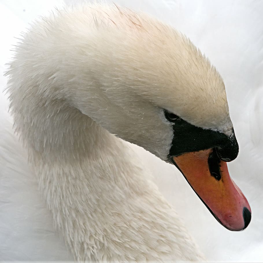 swan, mute, white, bird, waterfowl, cygnus, big, beak, neck HD wallpaper
