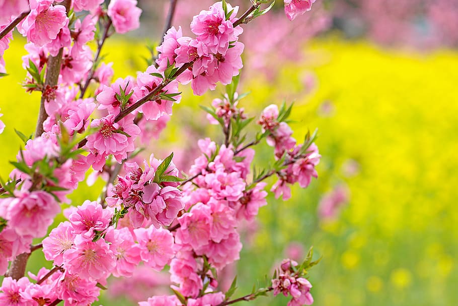 photo of pink petaled flowers, flowers also, flowers peach, peach blossoms