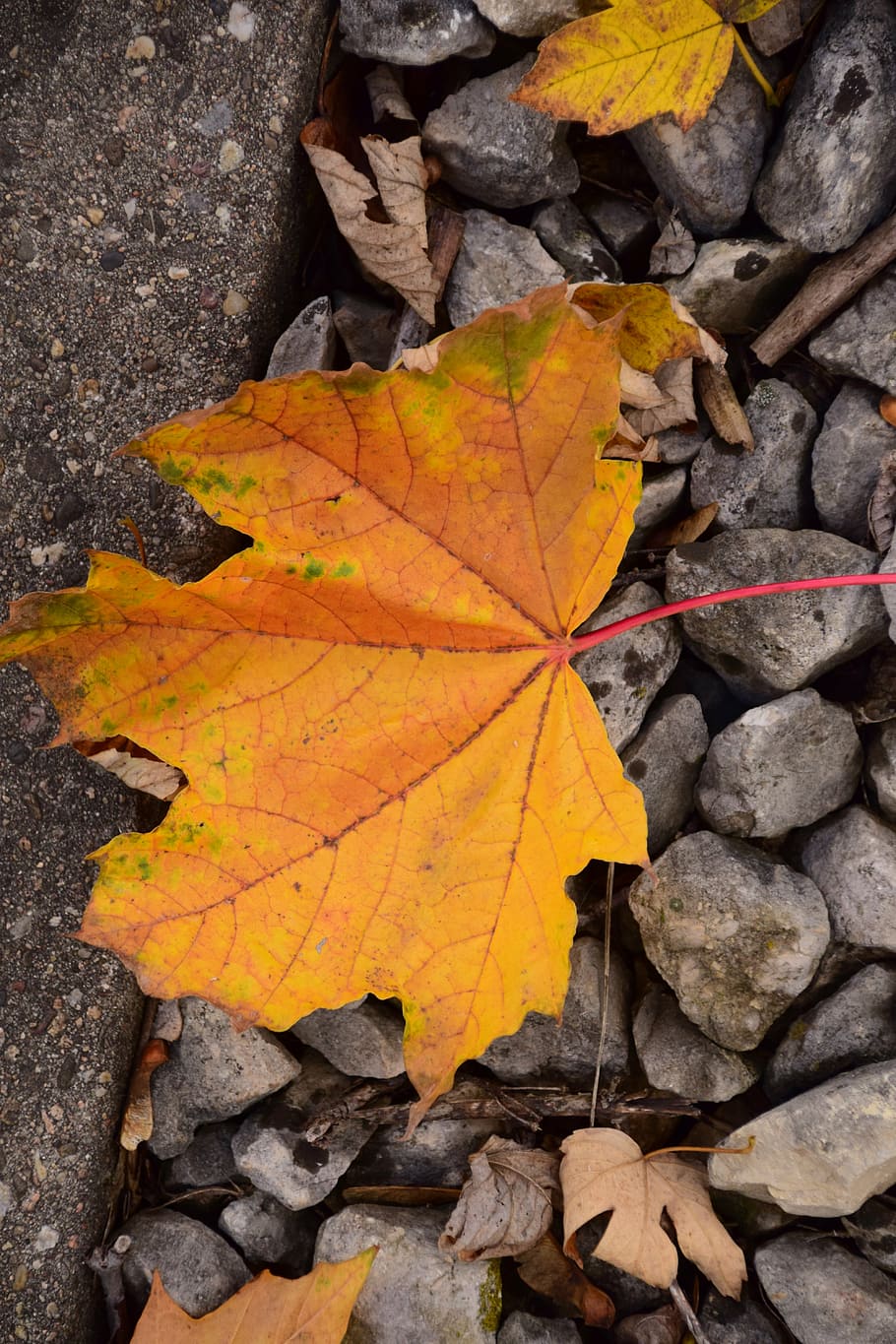 rail, train, railway, track, nature, miniature, leaf, autumn HD wallpaper