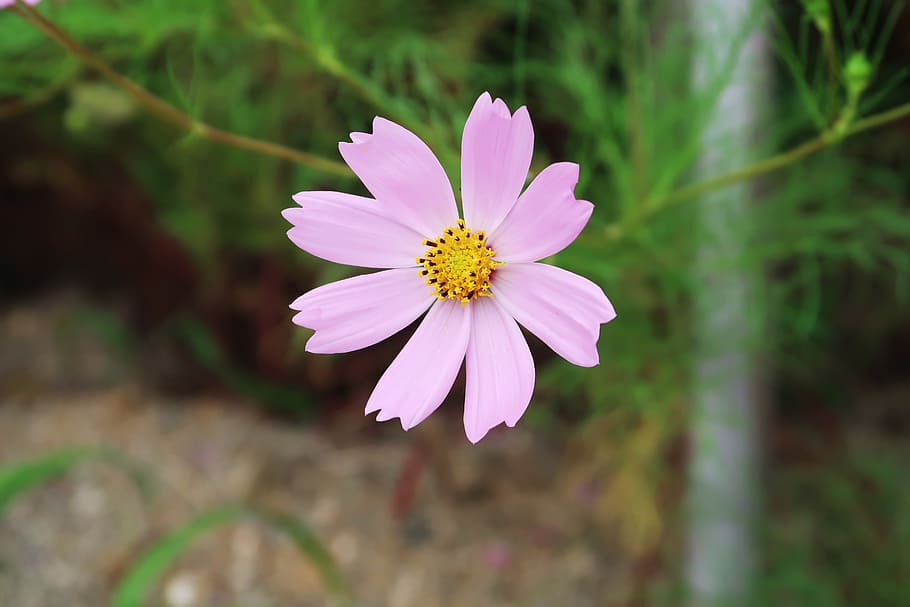 cosmos, flowers, plants, flowering plant, freshness, fragility HD wallpaper