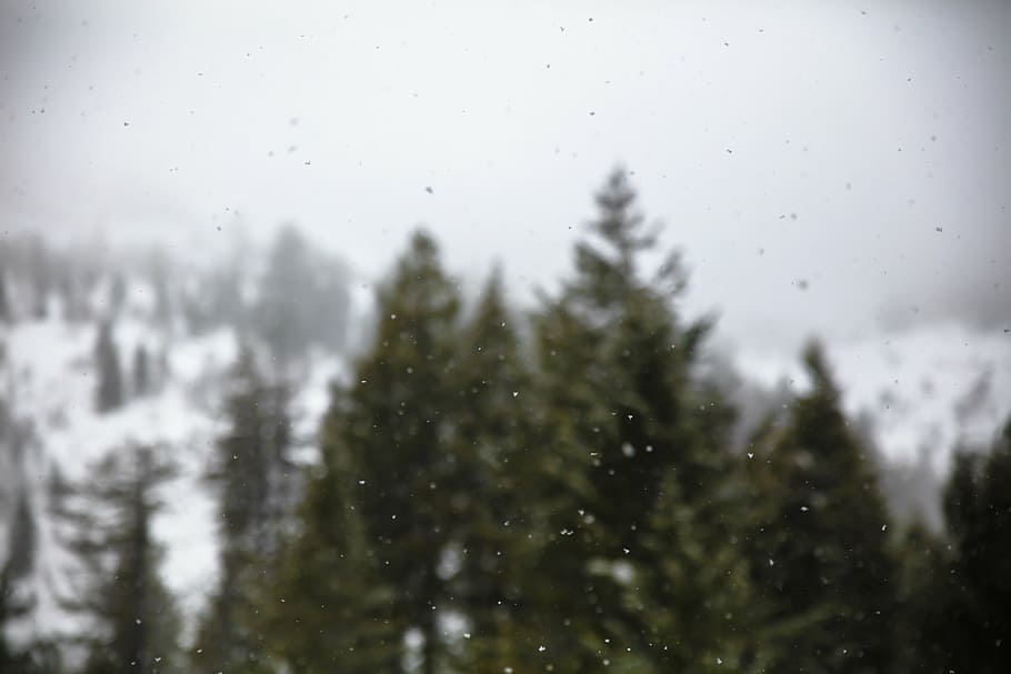 green leafed pine trees during winter season, snow, white, cold HD wallpaper