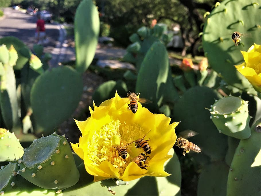 bees, cactus flower, yellow, flowering plant, petal, growth HD wallpaper