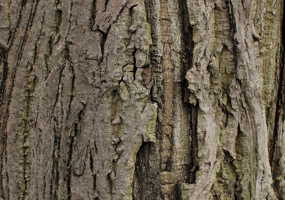 bark, wood, tree, textured, tree trunk, backgrounds, full frame HD wallpaper