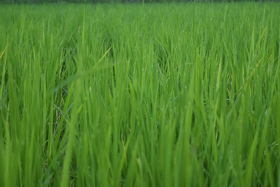 Rice, Ch, Farming, Republic Of Korea, shares, summer, greenery, HD wallpaper