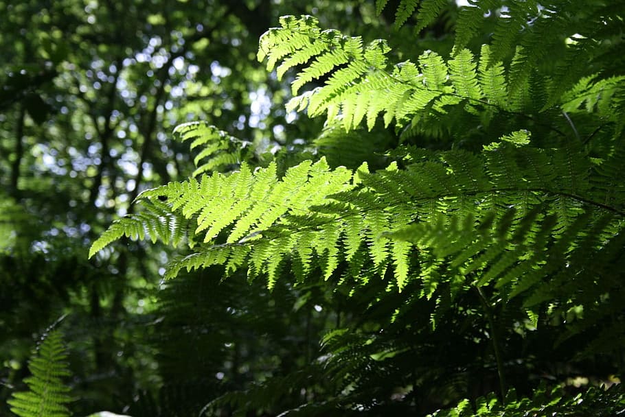 Fern, Common, Sunlight, green, bright, woods, woodlands, growing HD wallpaper