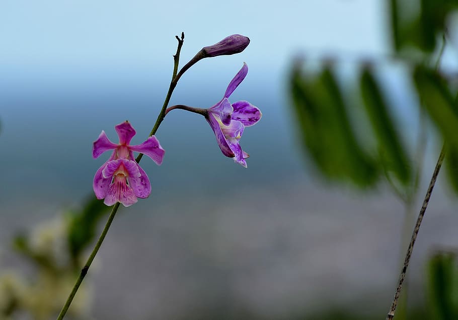 Plant, Caatinga, Flower, Small, small flower, pink color, no people HD wallpaper