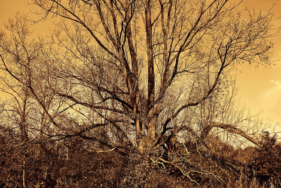 tree, branch, tangle of branches, bare tree, winter tree, deciduous tree HD wallpaper
