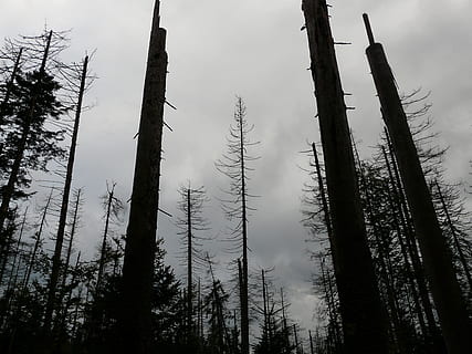 low angle photography of forest, waldsterben, dead, death, dead trees HD wallpaper