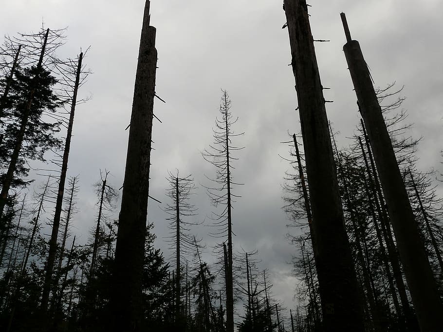 low angle photography of forest, waldsterben, dead, death, dead trees HD wallpaper