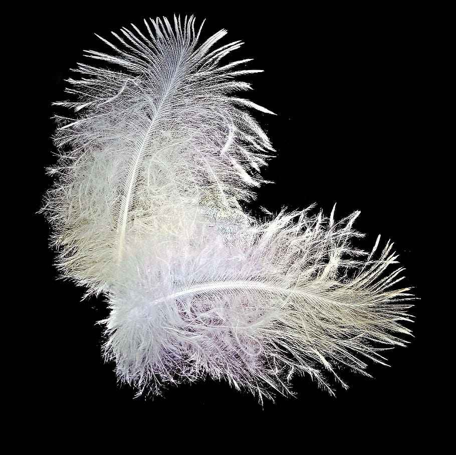 feather, bird feathers, down, two springs, close, white, small HD wallpaper