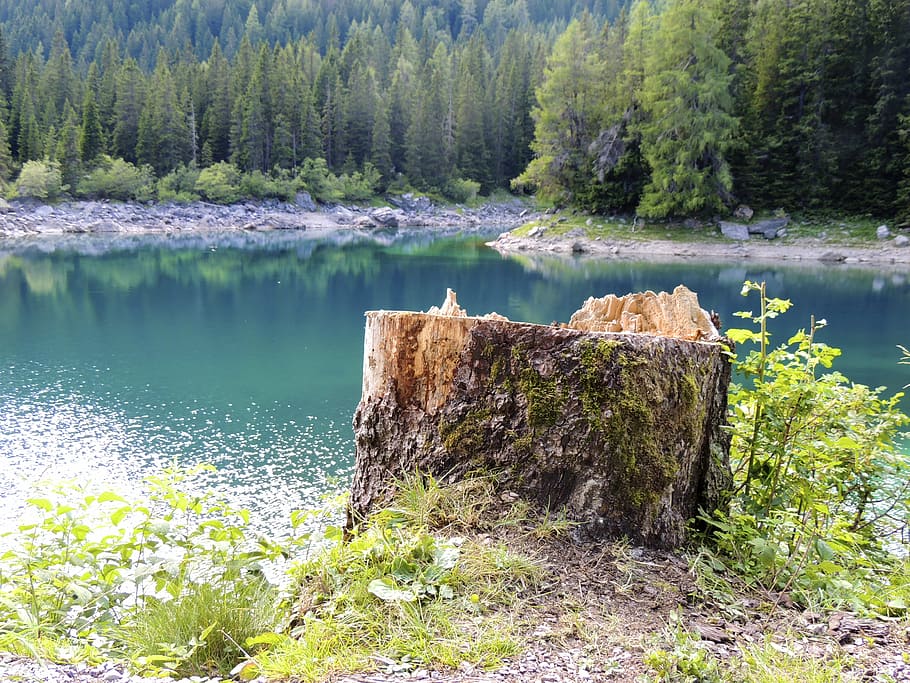 tree stump, log, sawed off, lake, mountain, mountains, bergsee HD wallpaper