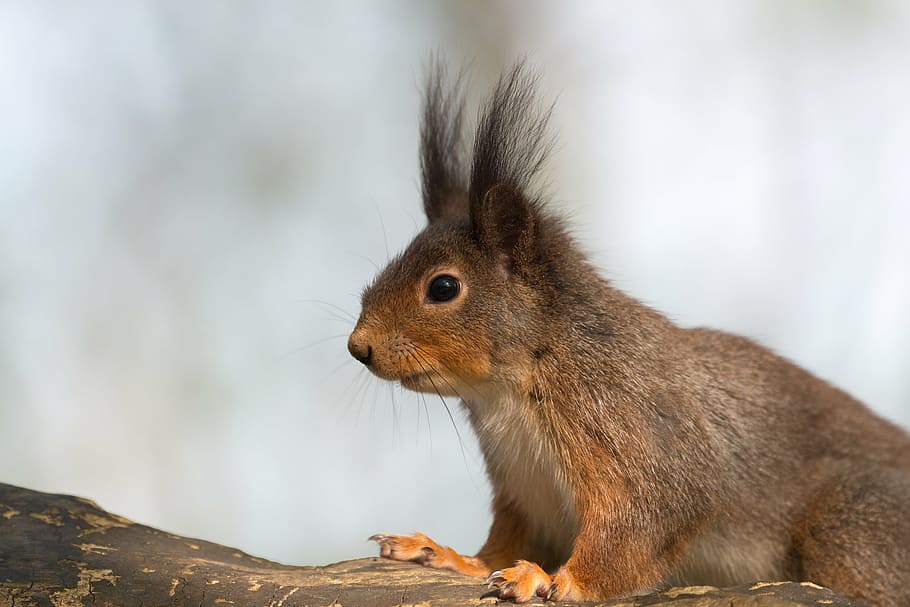 brown squirrel on tree, animal, possierlich, forest, rodent HD wallpaper
