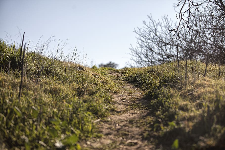 nature, path, walk, landscape, green, outdoor, natural, summer HD wallpaper