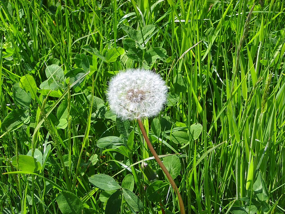 plant, nature, live, growth, green color, flower, beauty in nature HD wallpaper