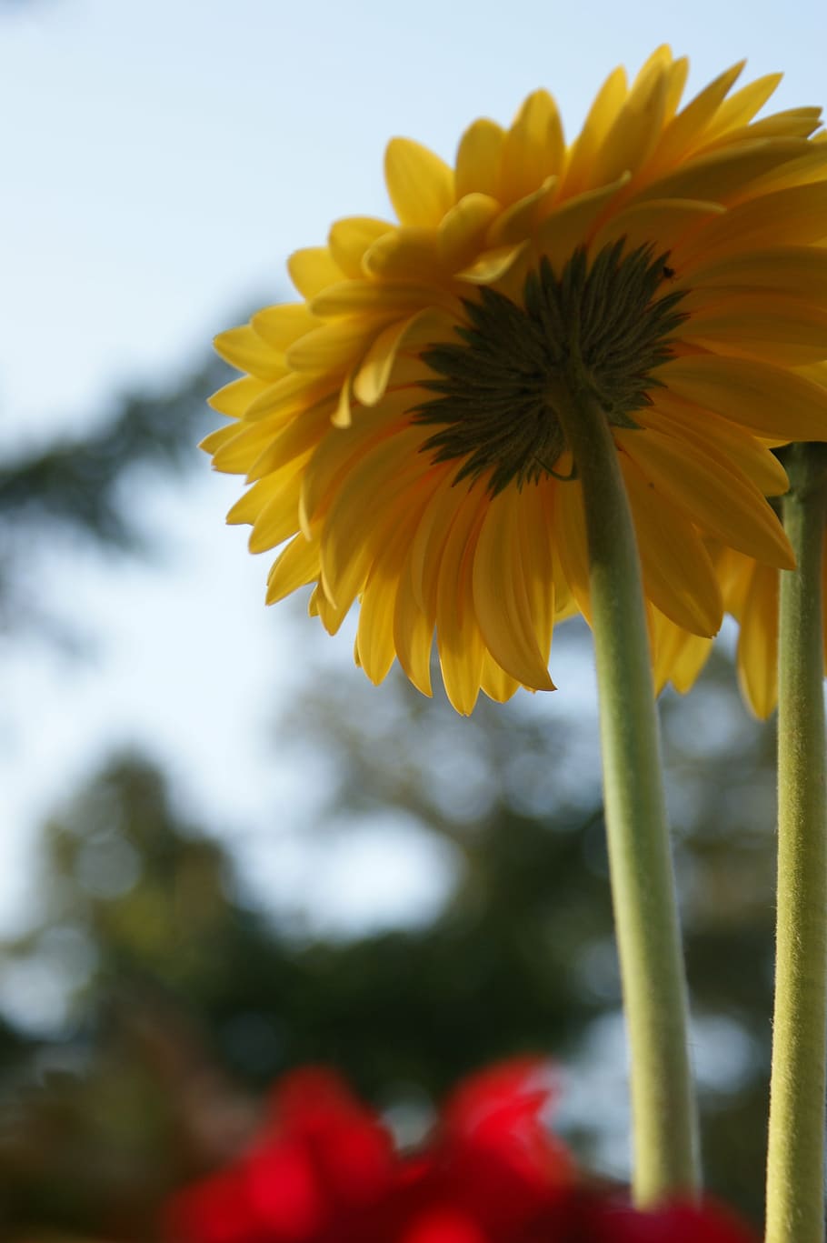 daisy, gerbera, daisies, flower, spring, plant, bloom, flora HD wallpaper