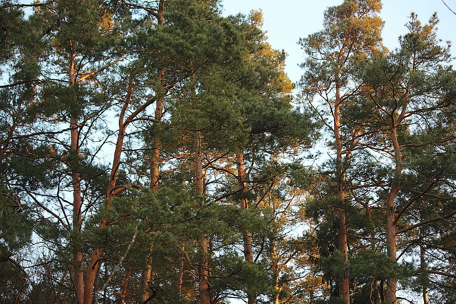 Conifers, Trees, Pine, Branch, pine branch, pine tree, nature HD wallpaper