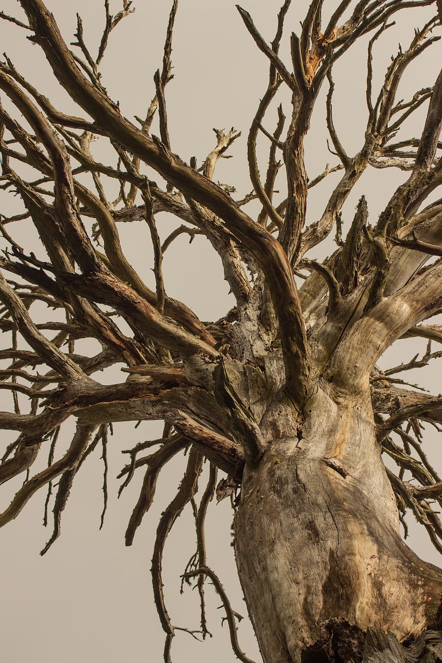 dead tree, texture, branches, sunset, dry, wood, nature, natural texture HD wallpaper