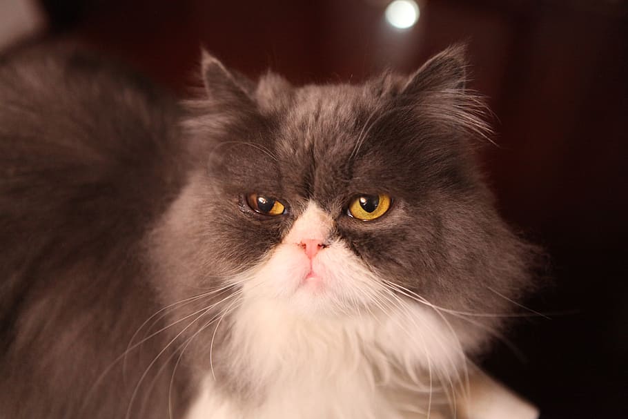 cat, pets, cute, animal, mammal, animal themes, domestic, domestic animals HD wallpaper