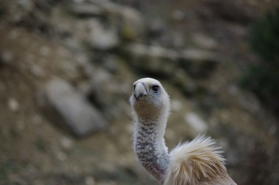 vulture, neck, raptor, animal themes, one animal, animal wildlife HD wallpaper