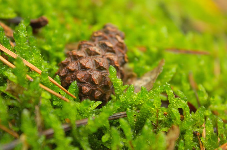 moss, green, overgrown, forest, landscape, forests, closeup HD wallpaper