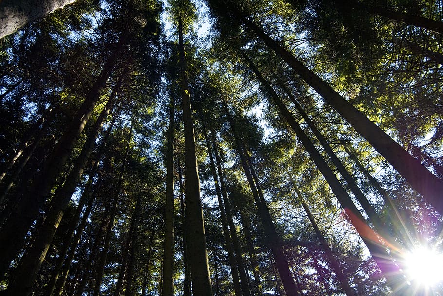 forests, trees, woods, thick, dense, wild, woody, plants, flora HD wallpaper