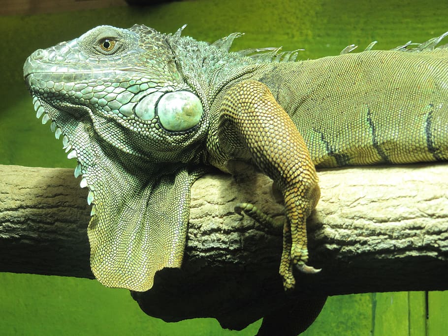 iguana, lizard, reptile, green, animal, animal themes, animal wildlife HD wallpaper