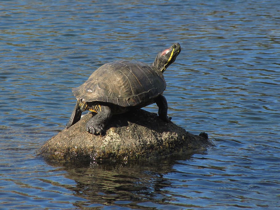 painted turtle, boulder, pond, water, animal themes, animal wildlife HD wallpaper
