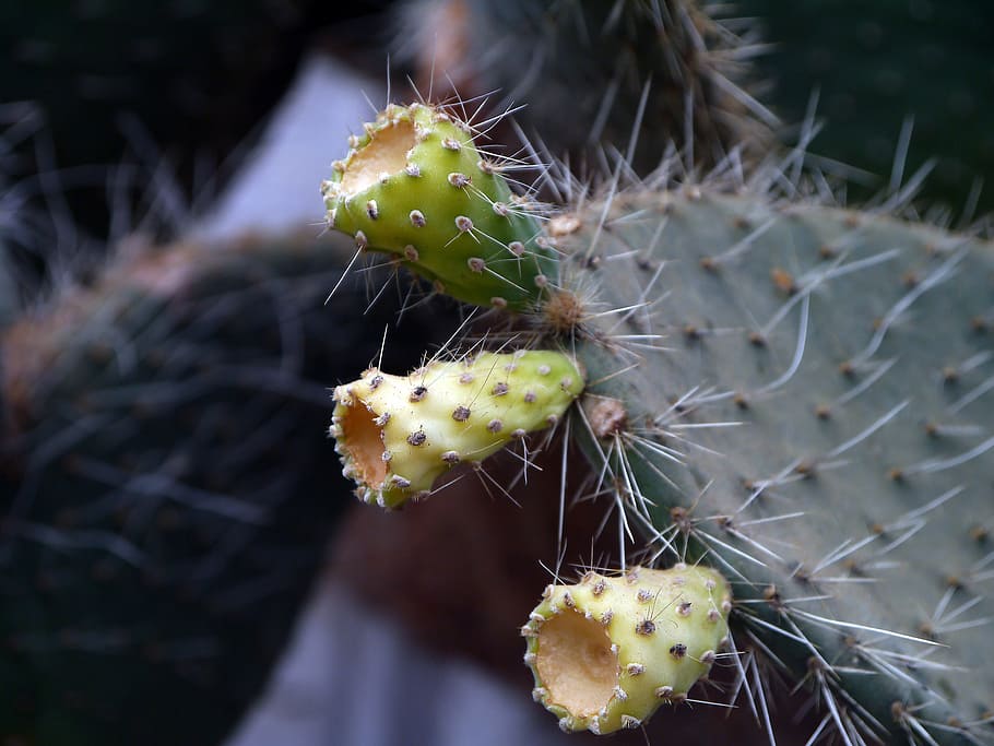 cactus, prickly, thorn, nature, plant, natural, blossom, bloom HD wallpaper