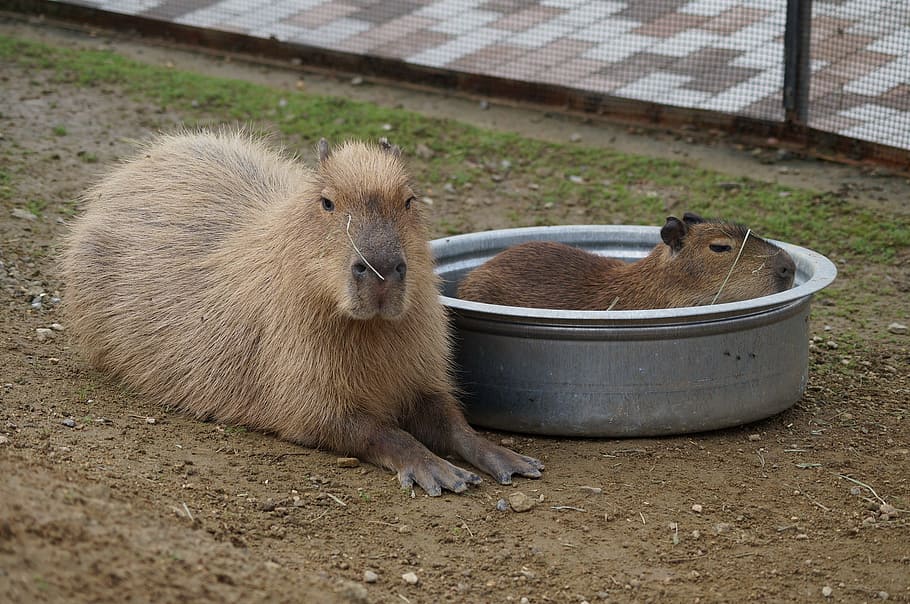 capybara, harvest hills, my, mammal, animal wildlife, animals in the wild, HD wallpaper
