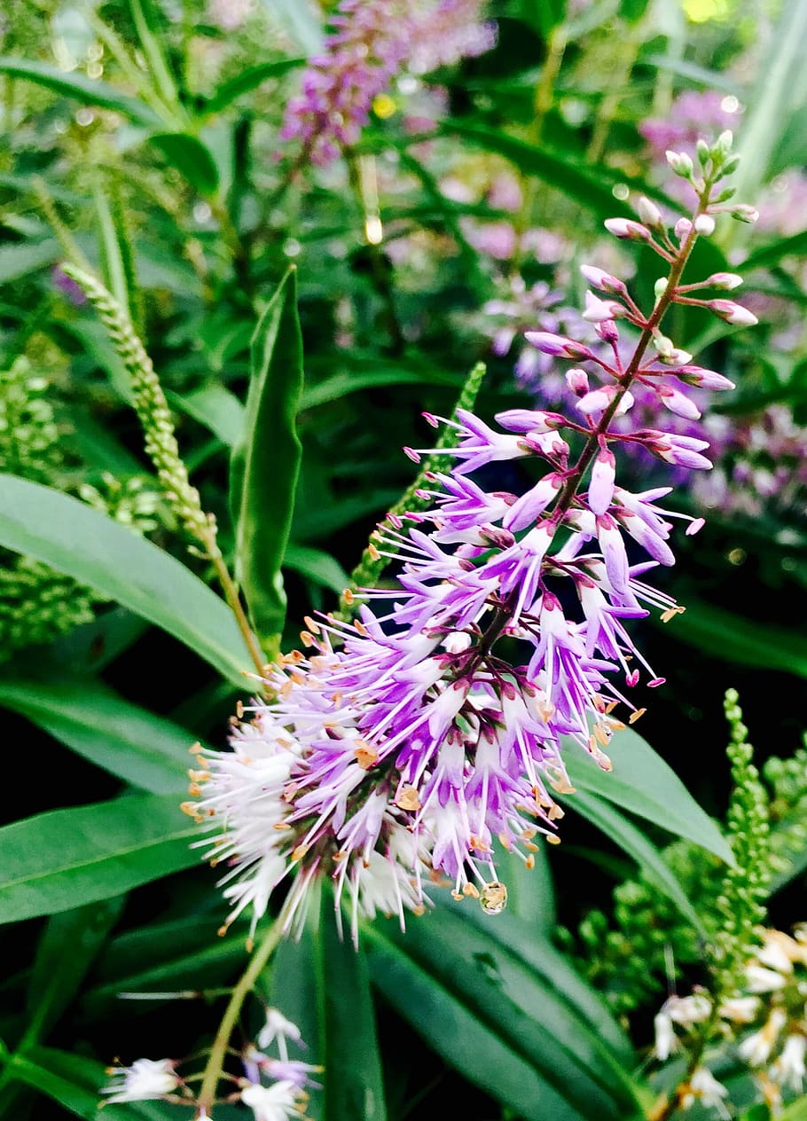 purple, green, nature, spring, color, bright, plant, bloom HD wallpaper