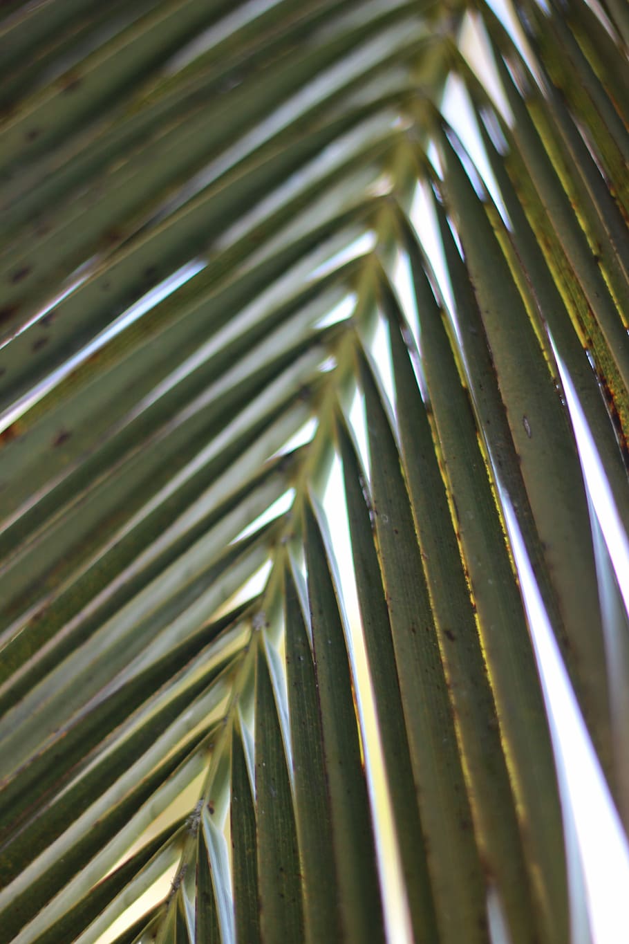 palm leaf, nature, tropical, green, tree, summer, natural, plant, HD wallpaper