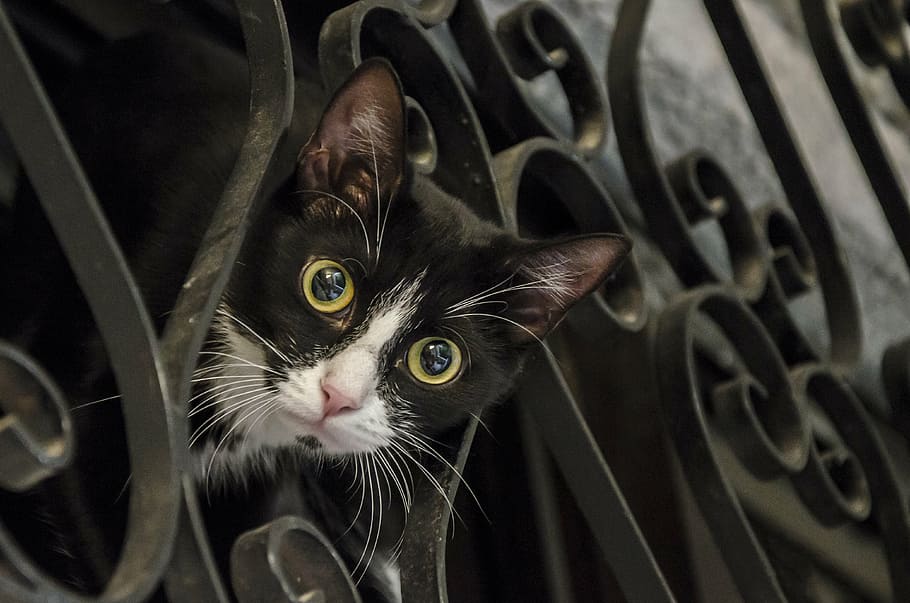 black and white cat, curious, cute, pet, funny, feline, kitty HD wallpaper