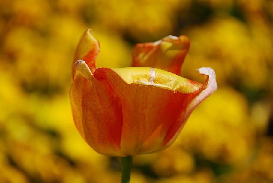 Tulip, Flower, Yellow, Spring, Petals, nature, bloom, color HD wallpaper