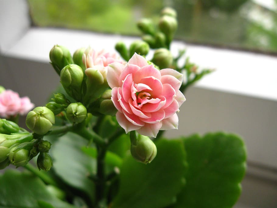 kalanchoe, flower, pink, green, white, window band, thick sheet greenhouse, HD wallpaper