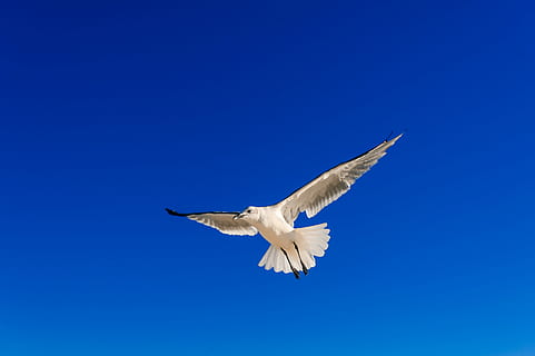 white bird flying, seagull, sky, blue sky, nature, wing, wildlife HD wallpaper
