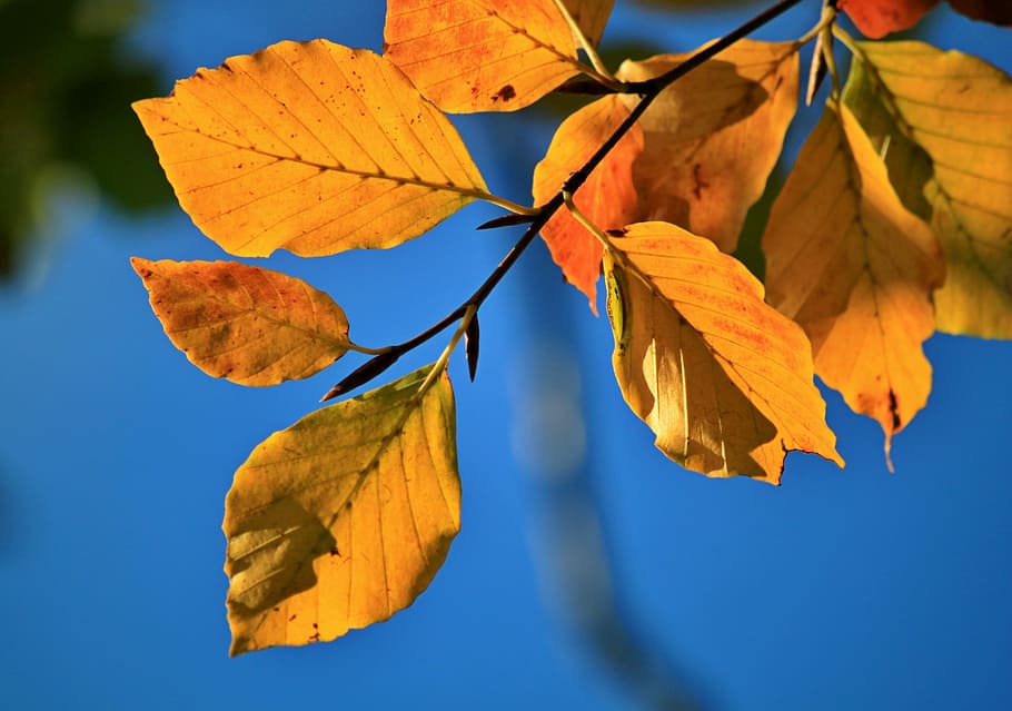 fall foliage, beech, beech leaves, fall color, autumn, herbstimpression HD wallpaper