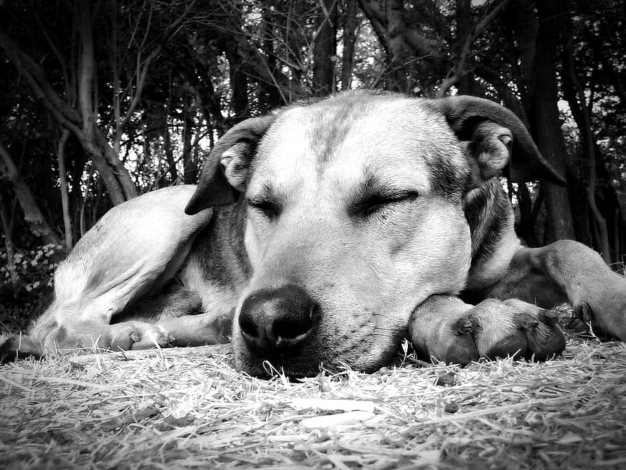 short-coated dog lying on grass, sleeping, siesta, animals HD wallpaper