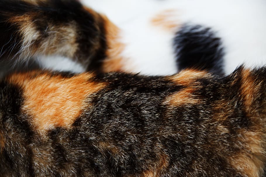abstract, animal, backdrop, background, cat, detail, fur, furry HD wallpaper